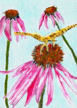 Echinacea Ruth E Jones Watertown WI acrylic